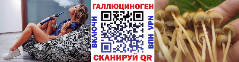 дарнет шоп  Жиздра  Псилоцибиновые грибы Psilocybe 